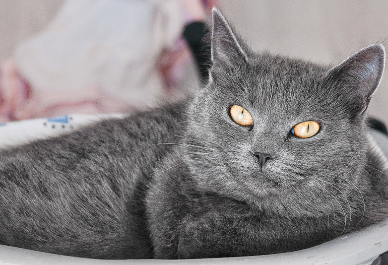 Кошатина)))