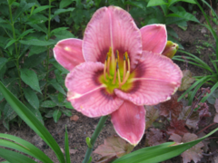 70b24331baec0d54822ada01aedd00fa.jpg