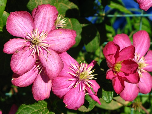 bc630b49925114622c517b908bf332e3.jpg