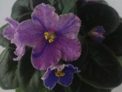 dadf7e2265dbc40bd70399838641ab5c.jpg