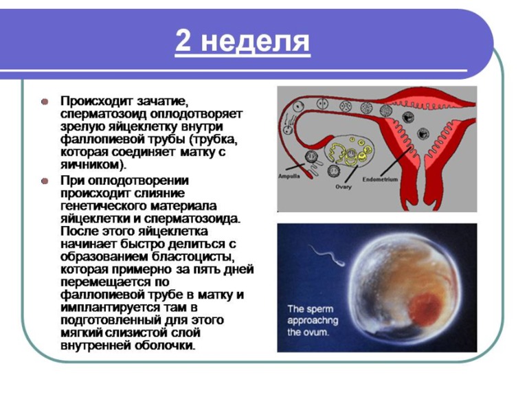Немного о Б....Моя презентация о прекрасном мгновении в жизни женщины)