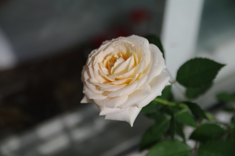 27088535228802294c999e2d0a4b9ed5.jpg