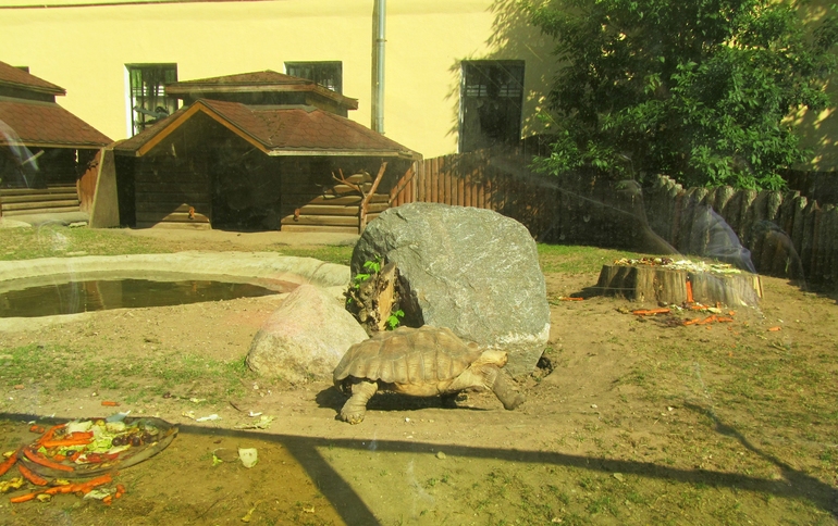 Moscow Zoo 19.06.2013