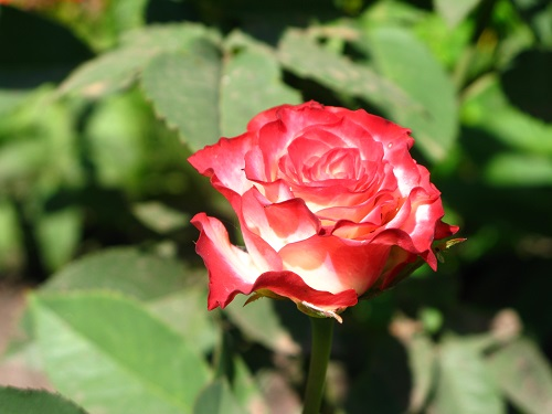 7b5a8ffe6ff9ddedfcb09b6b2bf6c648.jpg