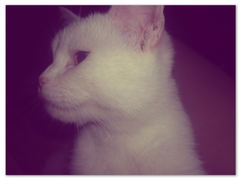 Кошшень