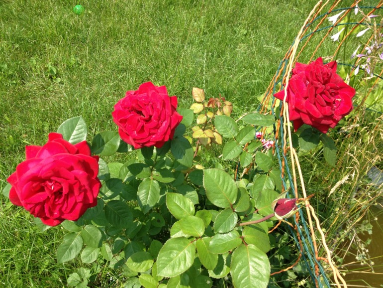 ad54668721bc5f258ac0ba9979dbb337.jpg