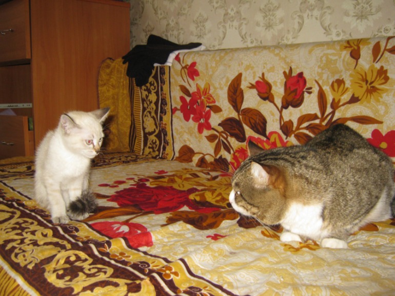 9d50af493ddb9620208076fe2f4417b8.jpg