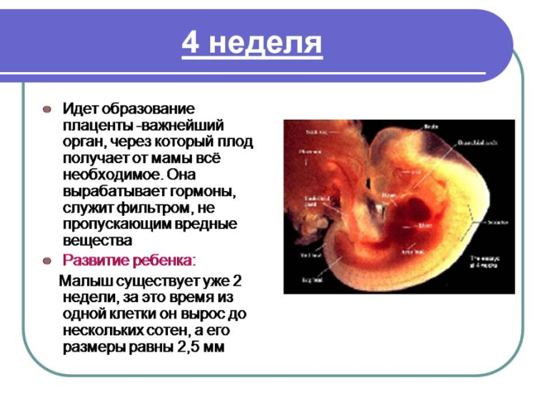 Немного о Б....Моя презентация о прекрасном мгновении в жизни женщины)
