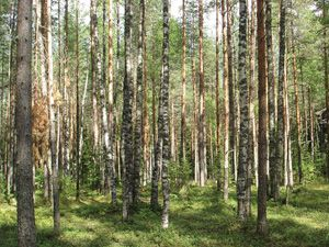 Продажа участков в Зеленогорске В городе Зеленогорске компания