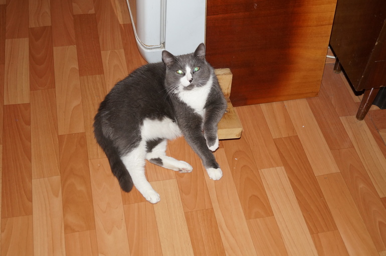 Про кота