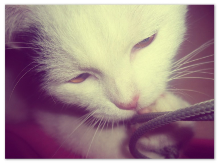 Кошшень
