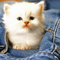 8b2de16eb747deb9f956fc9e5fabc330.jpg