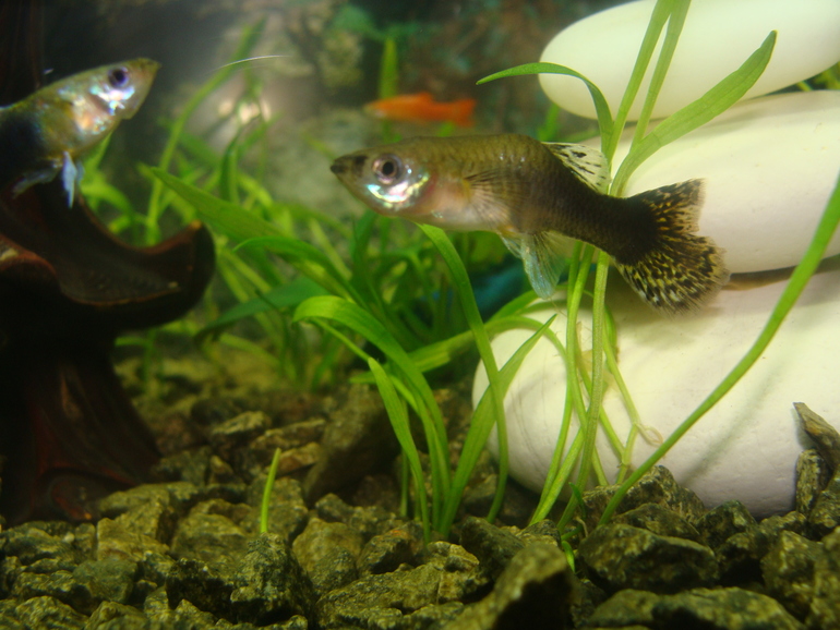 Мой нано :)