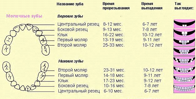 У НАС 9,10 И 11 ЗУБИКИ!!!!!!!!!