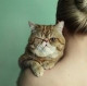 Котяра