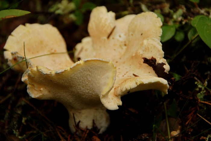 4c45acf9a7e54e6376c5871bf4b78300.jpg