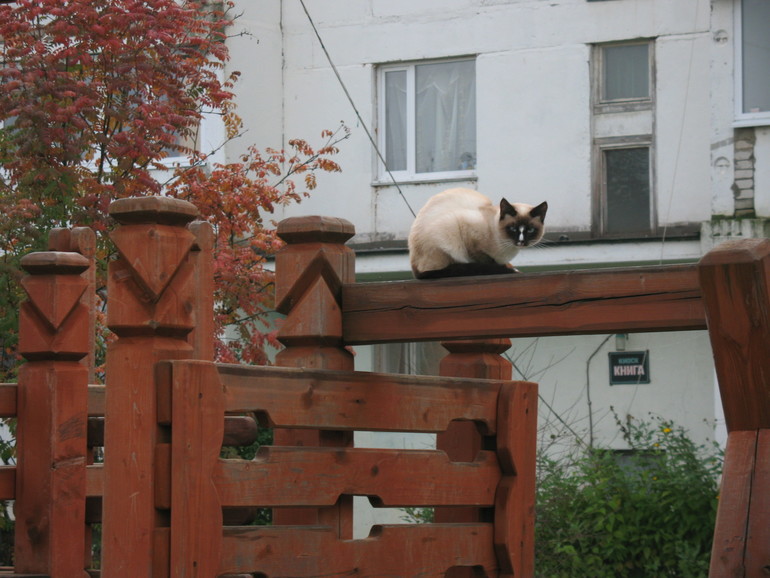 Мы с Алисонькой гуляли.