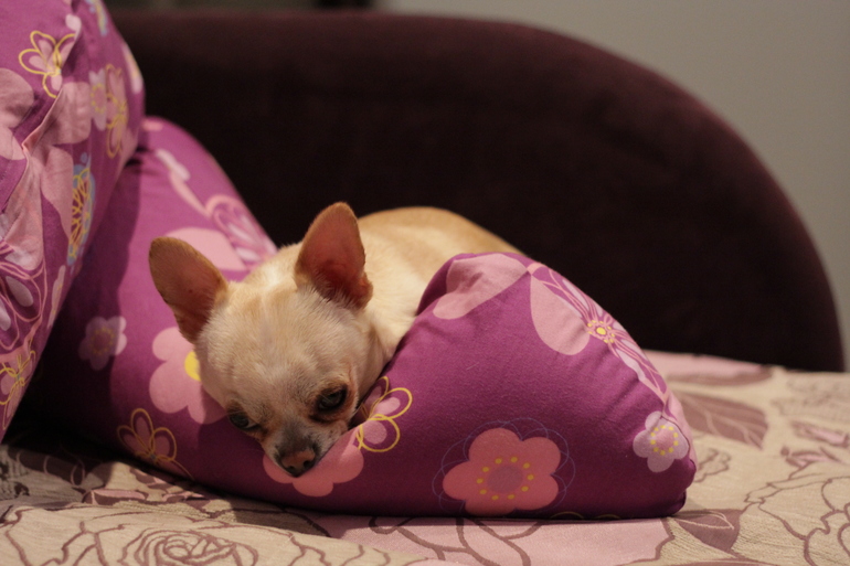 Подушка для беременных в картинках