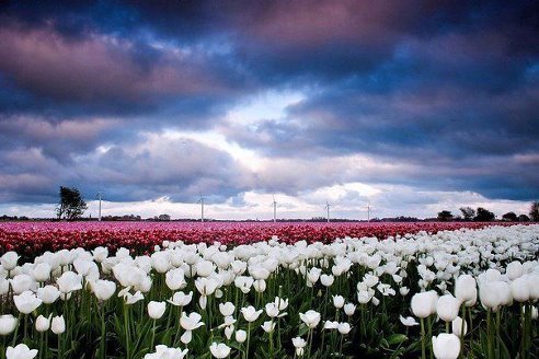 Поле тюльпанов, Нидерланды