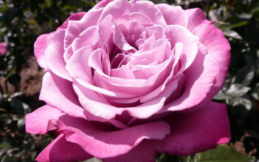 У нас будет доченька!!!!:)