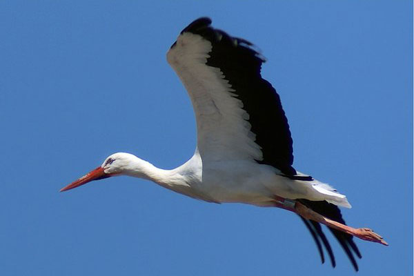 Жду вот такого АИСТА. Лягушек наготовила лично - фоторужьем))))