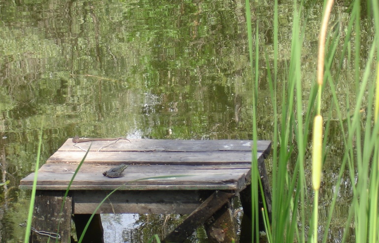 Жду вот такого АИСТА. Лягушек наготовила лично - фоторужьем))))