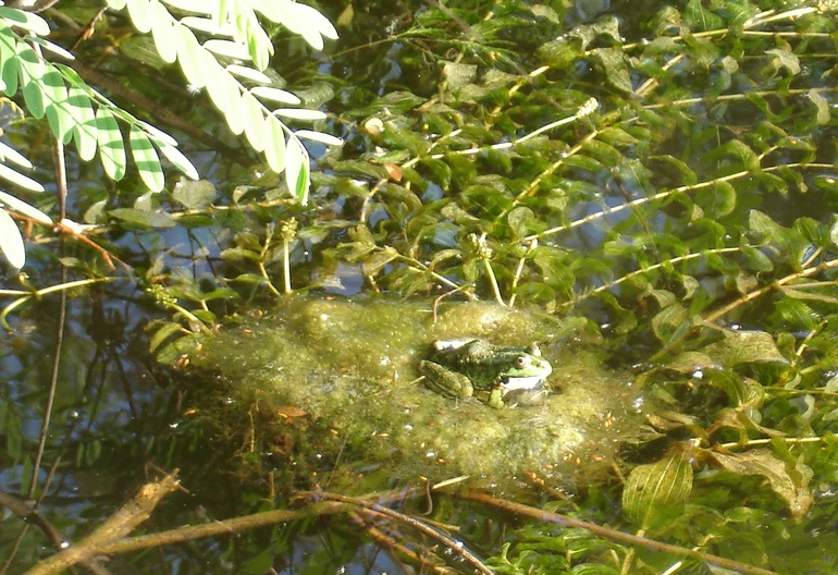 Жду вот такого АИСТА. Лягушек наготовила лично - фоторужьем))))