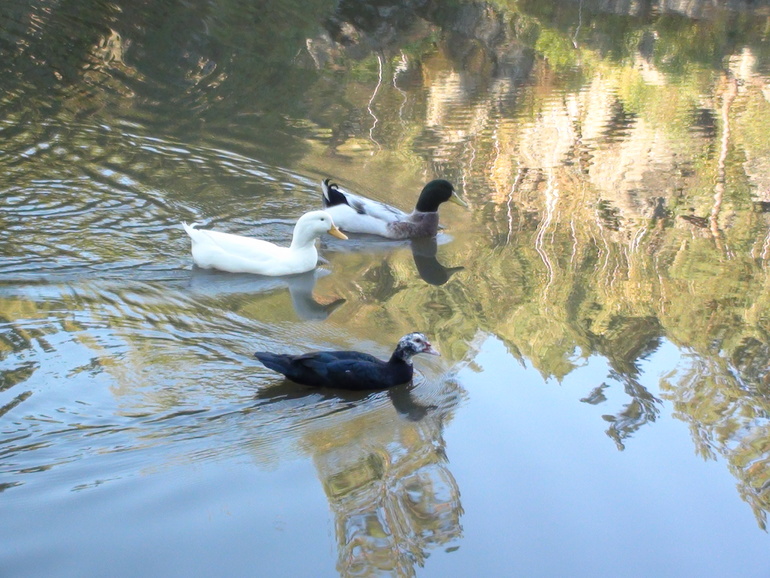 Отчет о поездке на Алтай