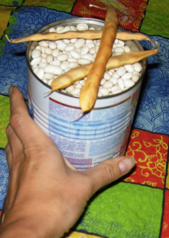 Тренировка мелкой моторики стручками фасоли