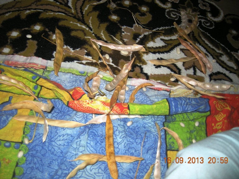 Тренировка мелкой моторики стручками фасоли