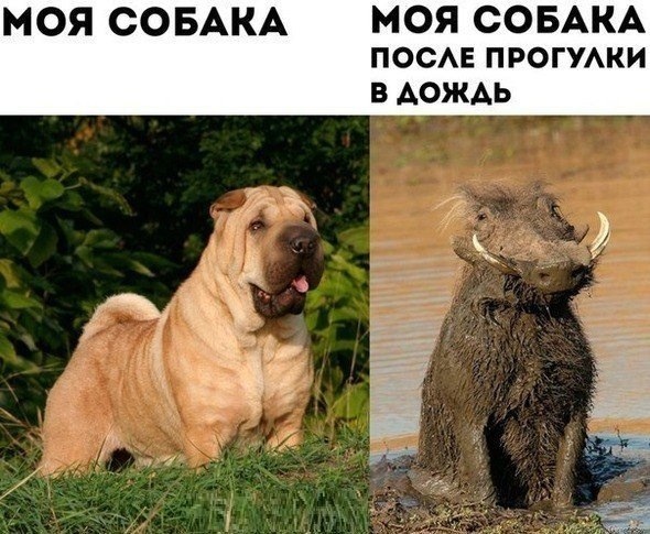 Вот так моя собака приходит домой после прогулки осенью)
