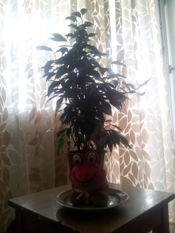 Фикус Бенджамина. Теперь и я хозяйка волшебного растения!!!