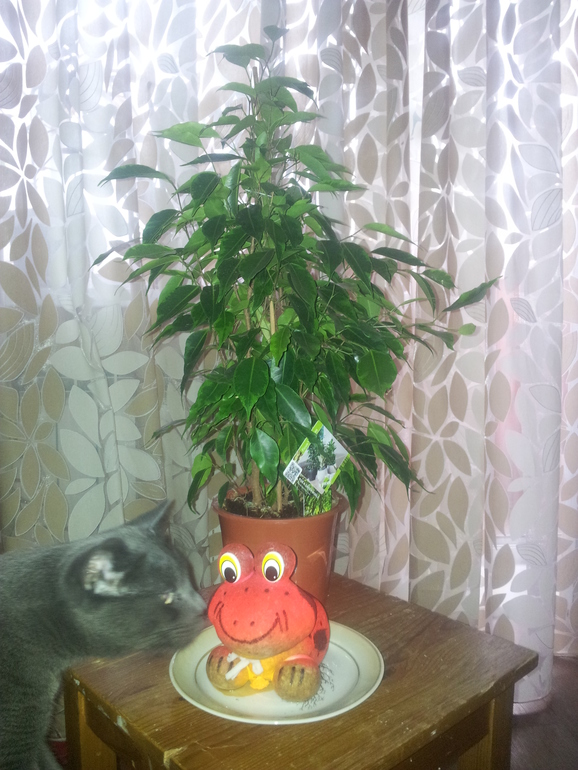 Фикус Бенджамина. Теперь и я хозяйка волшебного растения!!!