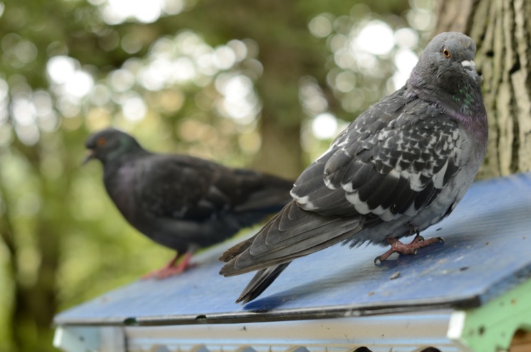 Добро пожаловать на прогулки!