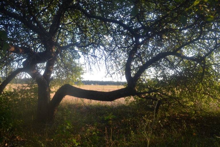 У моего ребенка тяжелое деревенское детство-2)))