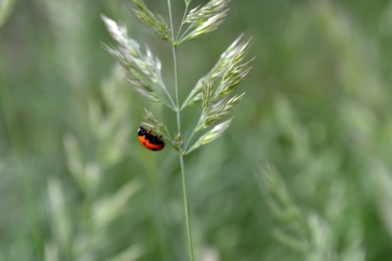 Удивительное рядом