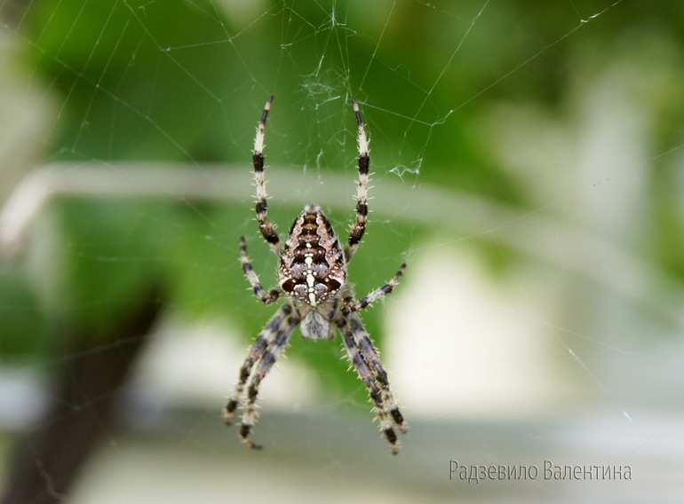Крым 2013.Виноградный красавец.