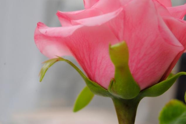 Розыгрыш "Конфетки" от магазинчика Ани Воскобойниковой