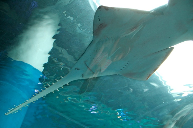 Шоу дельфинов...