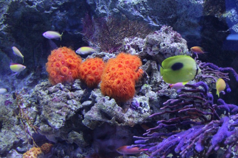 Шоу дельфинов...