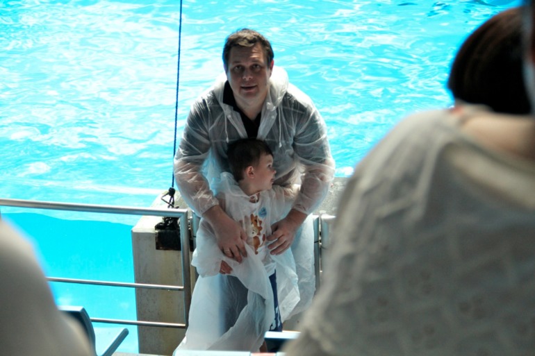 Шоу дельфинов...