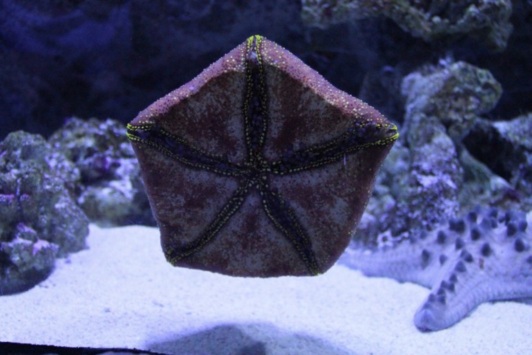 Шоу дельфинов...