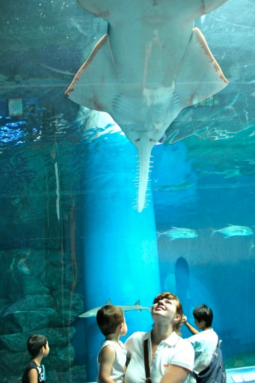 Шоу дельфинов...