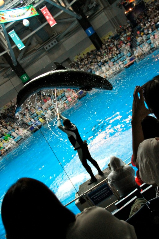 Шоу дельфинов...