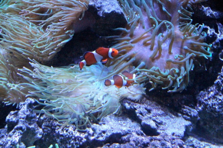 Шоу дельфинов...