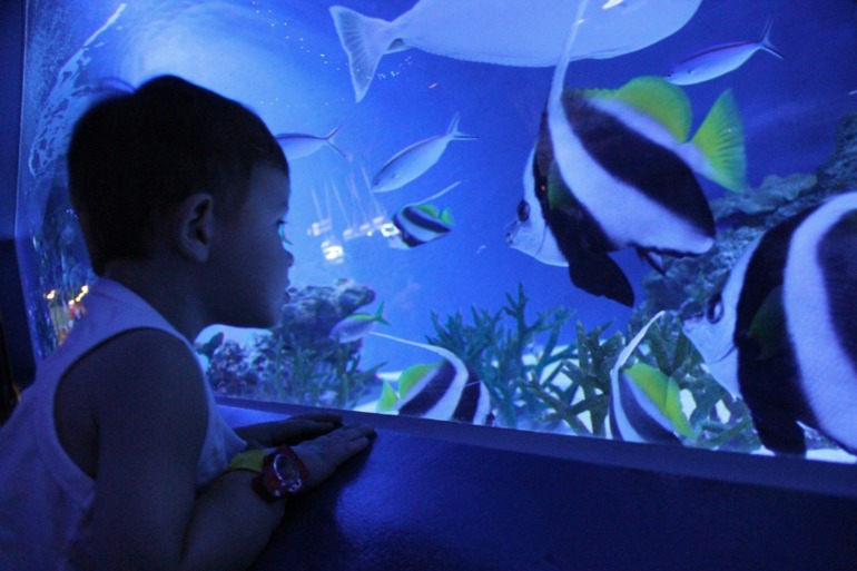 Шоу дельфинов...