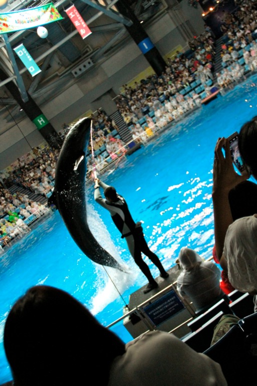 Шоу дельфинов...