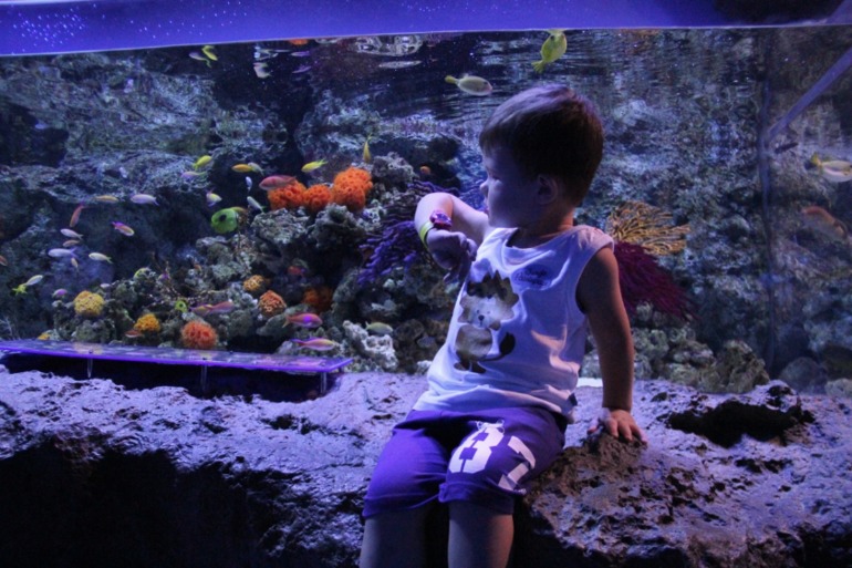 Шоу дельфинов...