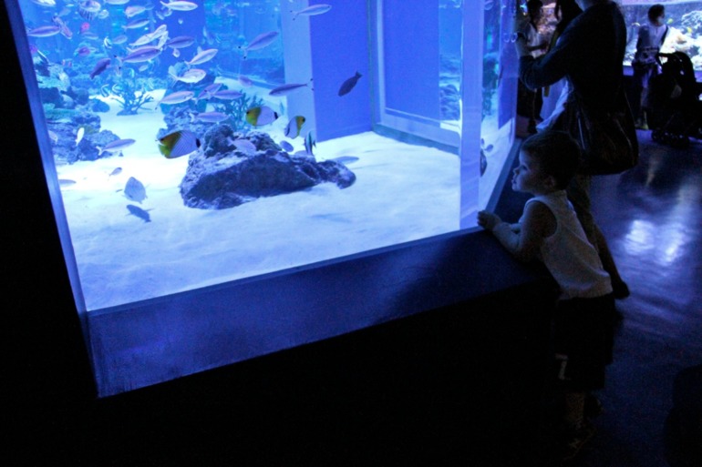 Шоу дельфинов...