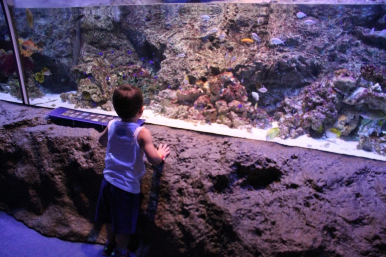 Шоу дельфинов...